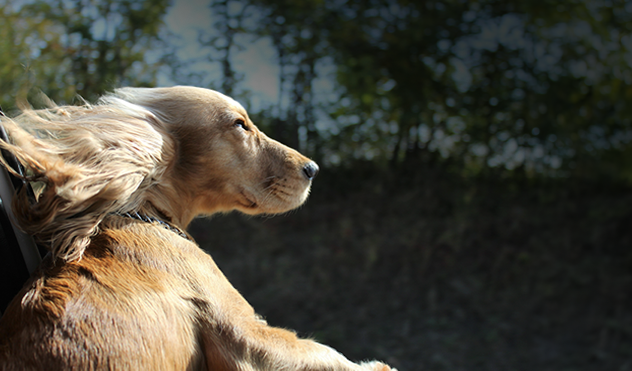 Feel The Wind In Your Hair